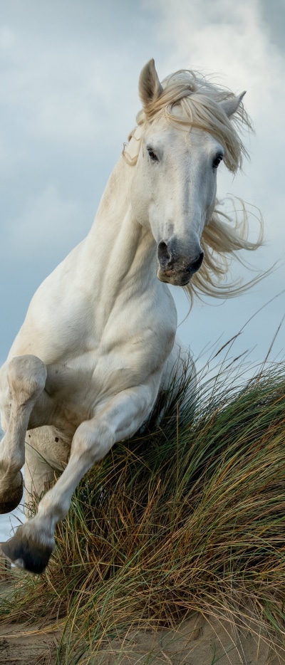 Animal Horse, 1644x3840