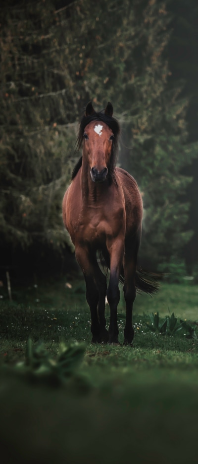 Animal Horse, 1644x3840