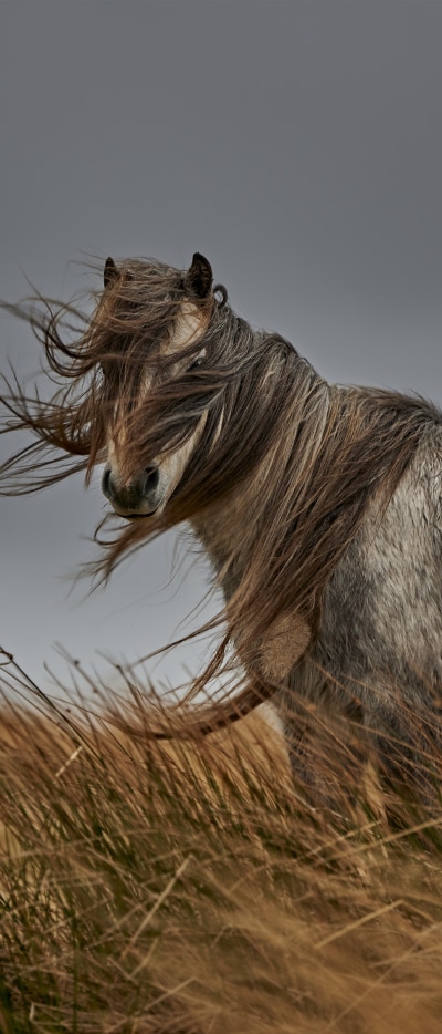 Animal Horse, 1644x3840