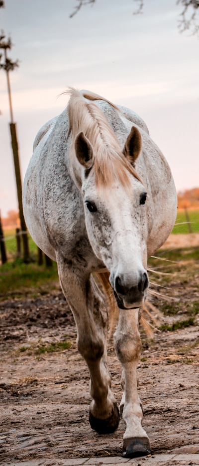 Animal Horse, 1644x3840