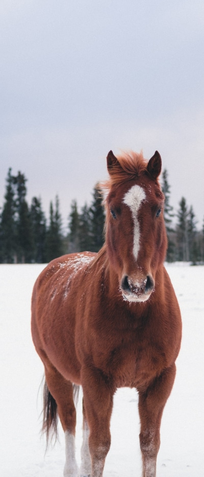 Animal Horse, Snow, Winter, 1644x3840