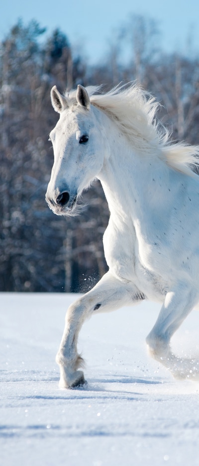 Animal Horse, 1644x3840