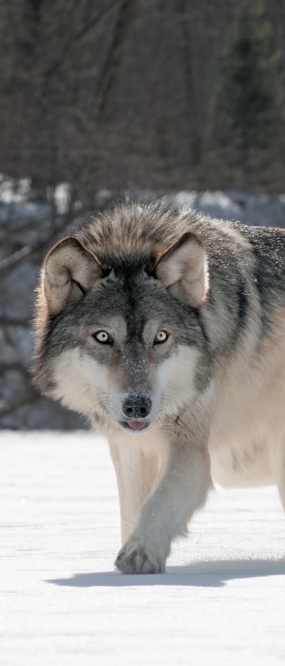Animal Wolf, 1644x3840