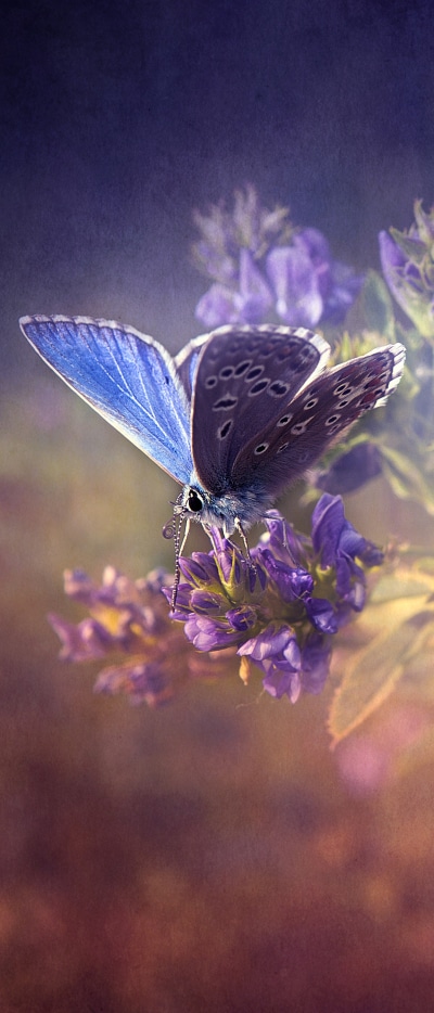 Animal Butterfly, 1644x3840