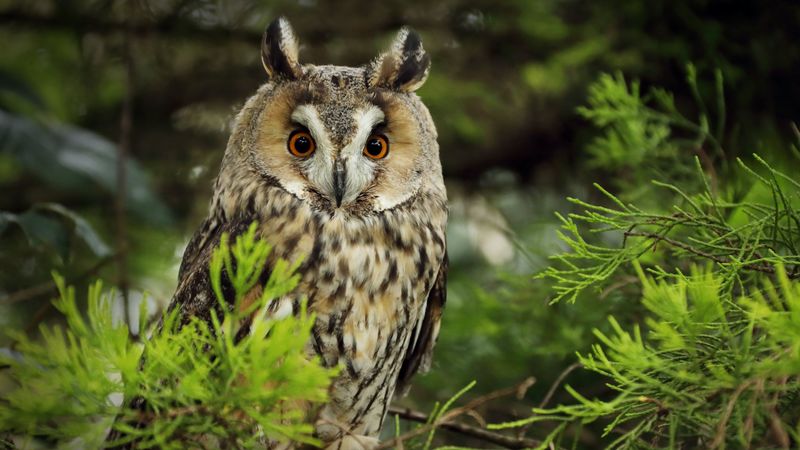 owl, predator, needles, branch, 4k