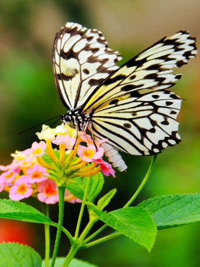 Animal Butterfly, 1620x2160