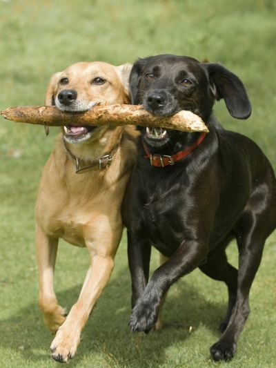 Animal Labrador Retriever, Dog, 1620x2160