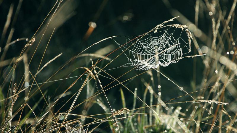spider web, grass, drops, dew, 4k