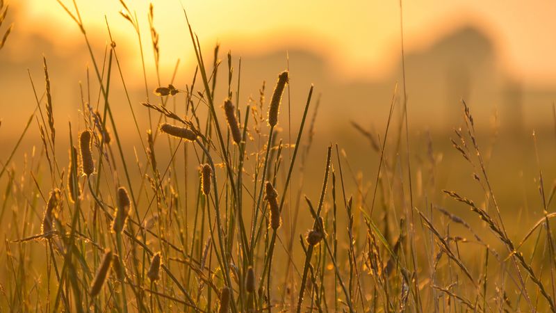 spike, wind, grass, 4k