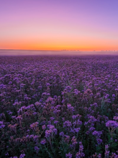 Earth Flower, Sky, Field, Purple Flower, Landscape, Summer, 1536x2048