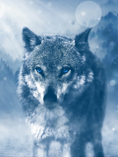 Animal Wolf, Blue Eyes, 1536x2048