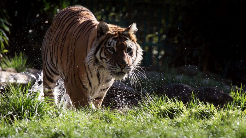 tiger, stripes, predator, mustache, 4k