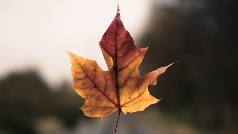 maple leaf, hand, road, distance, 4k