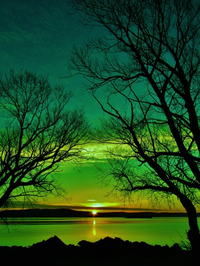 Earth Sunset, Green, Tree, Silhouette, Lake, 1536x2048