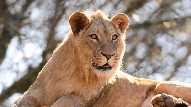lion, king of beasts, big cat, stone, 4k