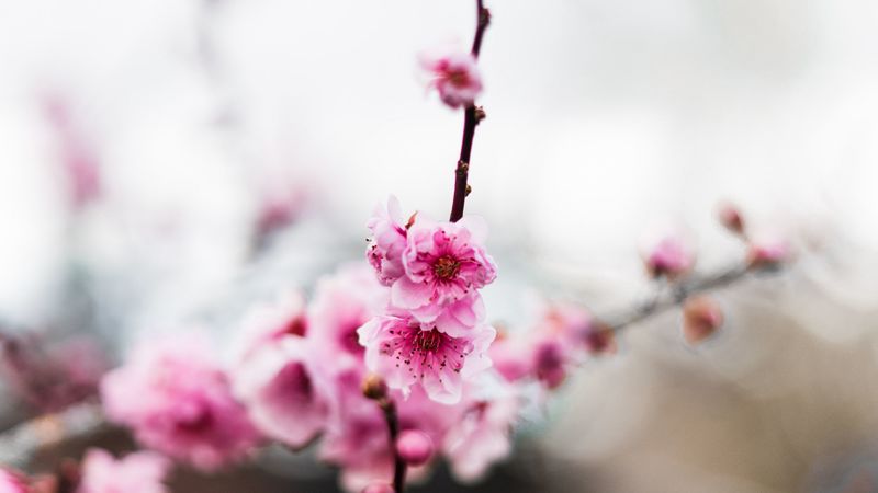 flowers, pink, buds, branch, 4k