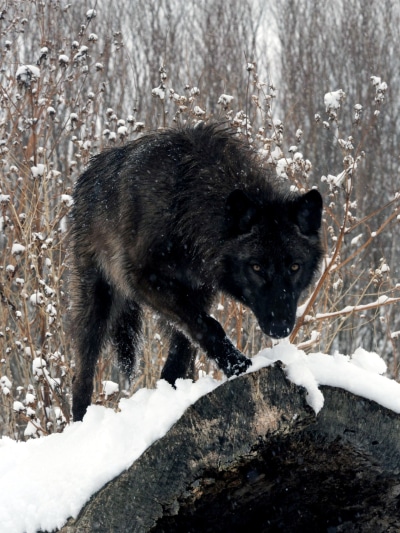 Animal Wolf, Snow, 1536x2048