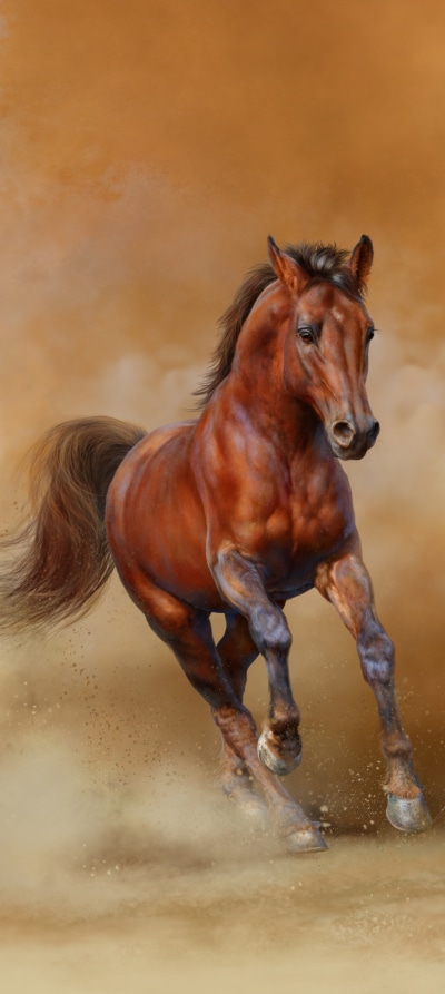 Animal Horse, 1440x3216