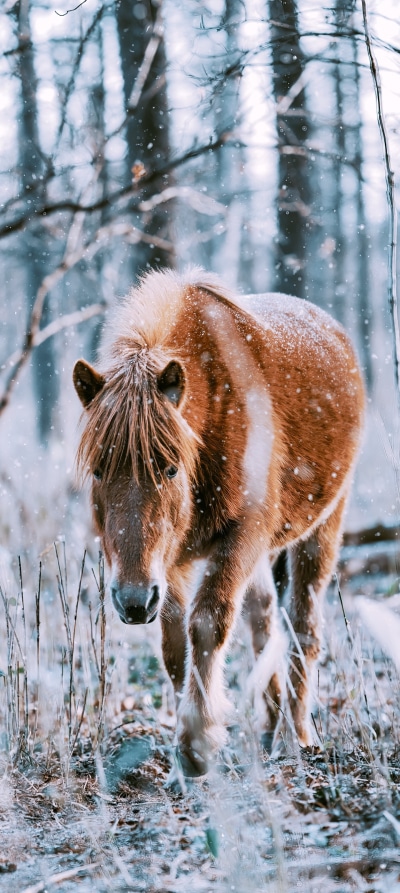 Animal Horse, 1440x3216