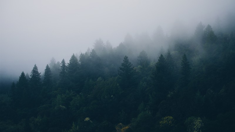 Scandinavia, fog, 4K