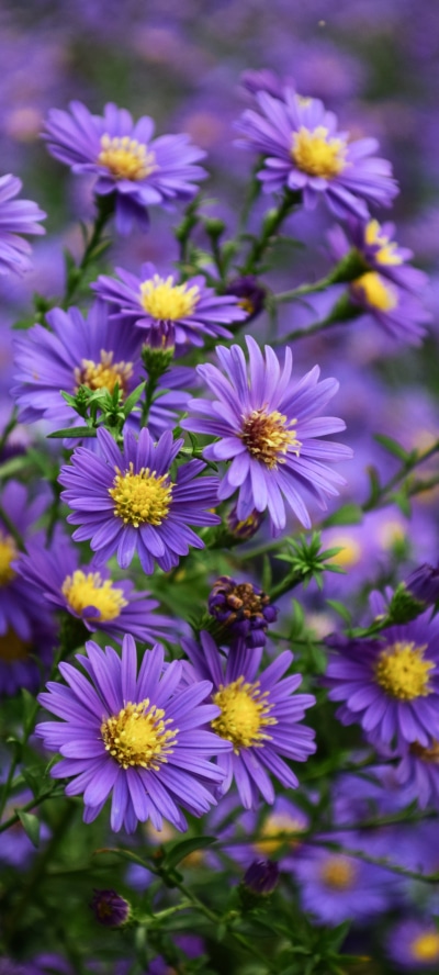Earth Flower, Nature, Purple Flower, 1440x3200