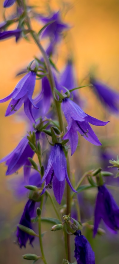Earth Flower, Purple Flower, 1440x3200