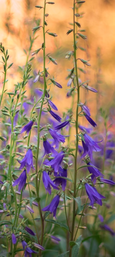 Earth Flower, 1440x3200