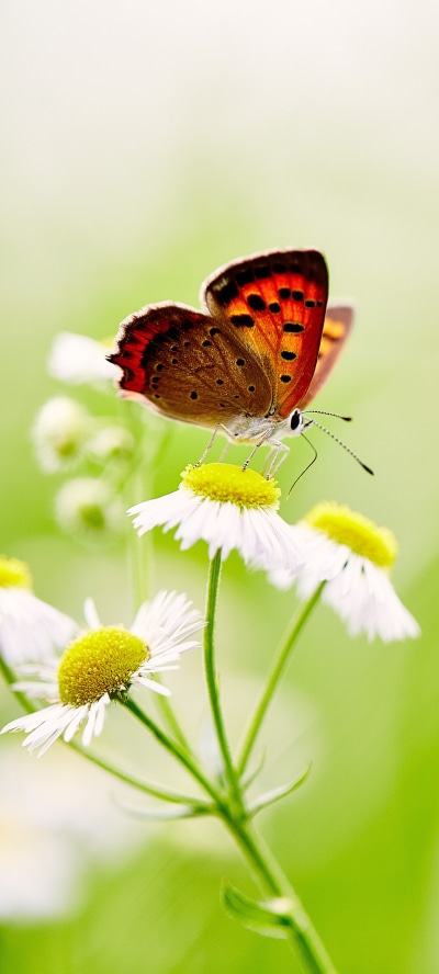 Animal Butterfly, White Flower, Insect, Macro, 1440x3200
