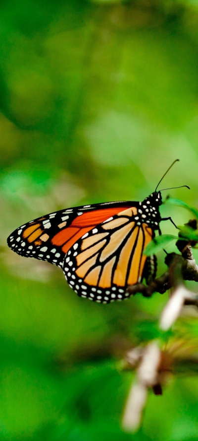Animal Butterfly, 1440x3200
