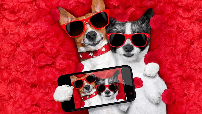 Dog, funny animals, 6K