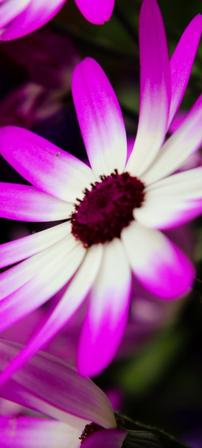 Earth Flower, 1440x3200
