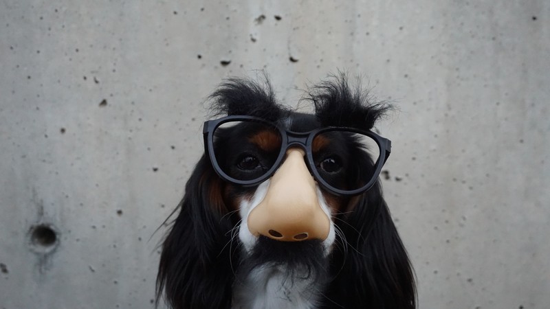 Dog, funny animals, 6K