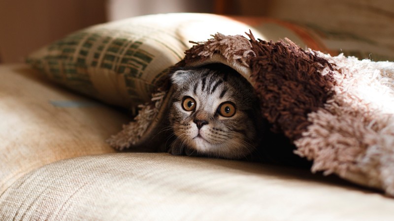 Cat, funny animals, 4K