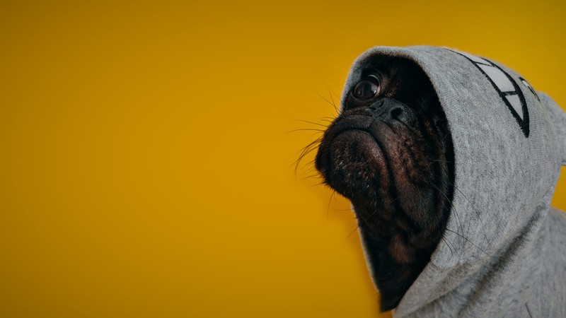 Dog, funny animals, 4K