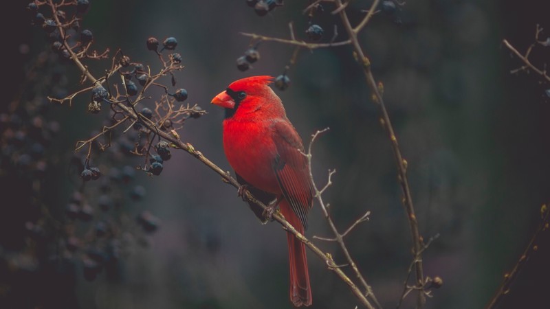 Cardinal, Red bird, bird, 4K