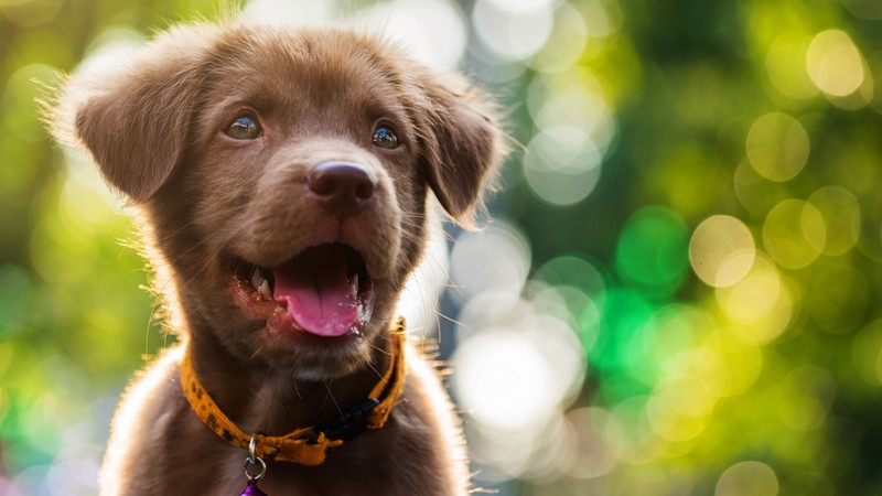 Funny animals, Dog, Puppy, 6K