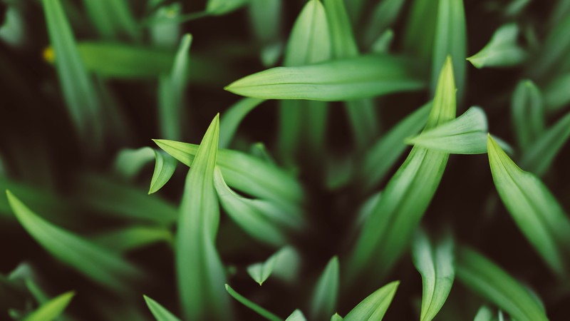 grass, 4K