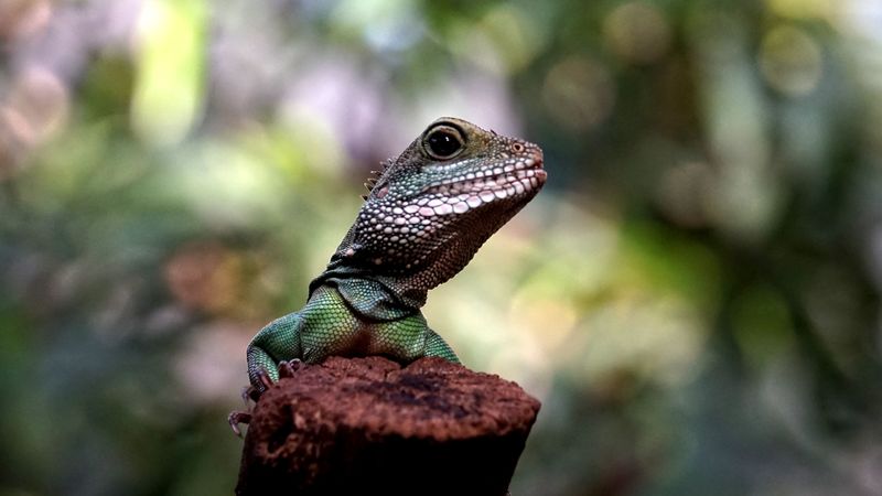 lizard, amphibian, reptile, 4k