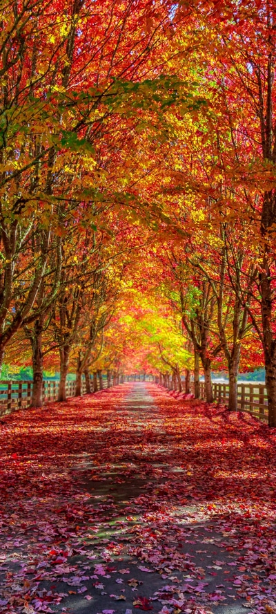 Photography Fall, Path, 1440x3200