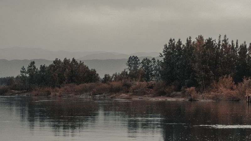 trees, bushes, water, reflection, 4k