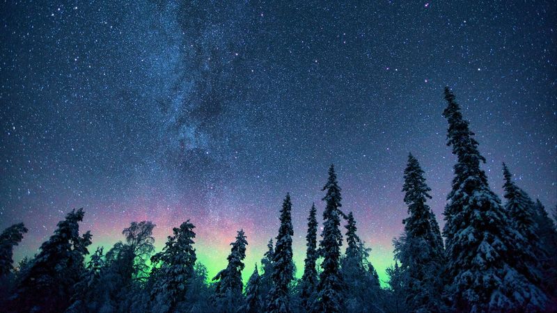 northern lights, starry sky, trees, 4k