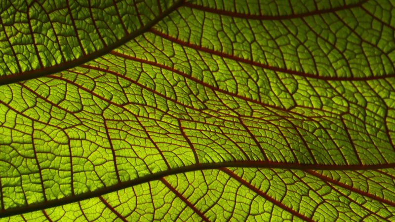 leaf, macro, green, 4k