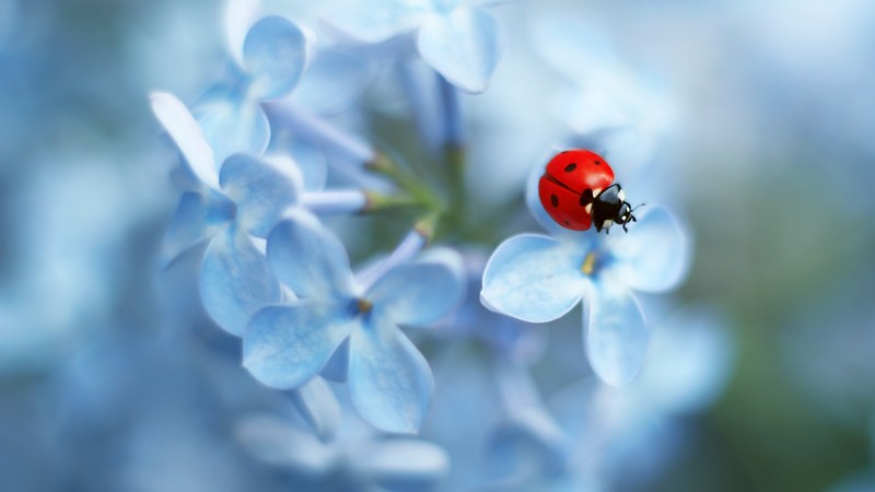Ladybug, flower, 4K