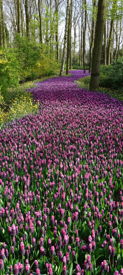 Earth Flower, Purple Flower, Nature, 1440x3200