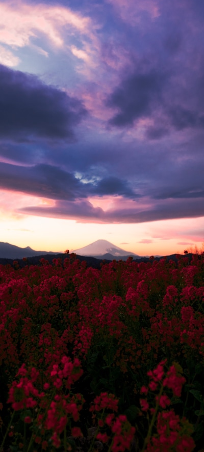 Earth Flower, Nature, Red Flower, Cloud, 1440x3200