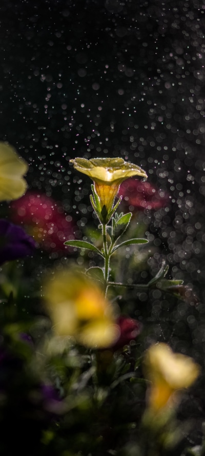Earth Flower, Macro, Yellow Flower, 1440x3200