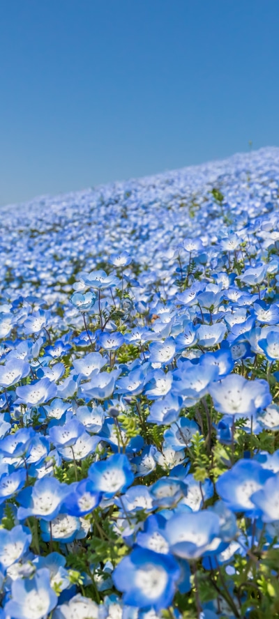 Earth Flower, Blue Flower, 1440x3200