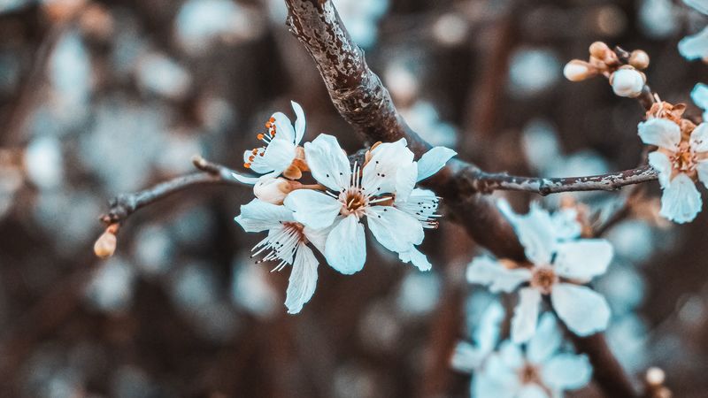 flowers, petals, branch, flowering, 4k