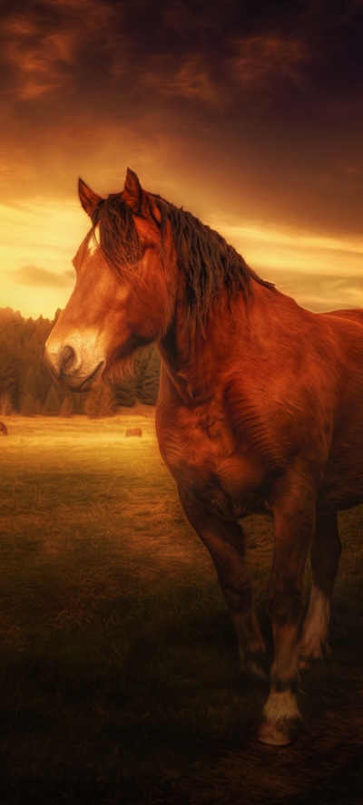 Animal Horse, 1440x3200
