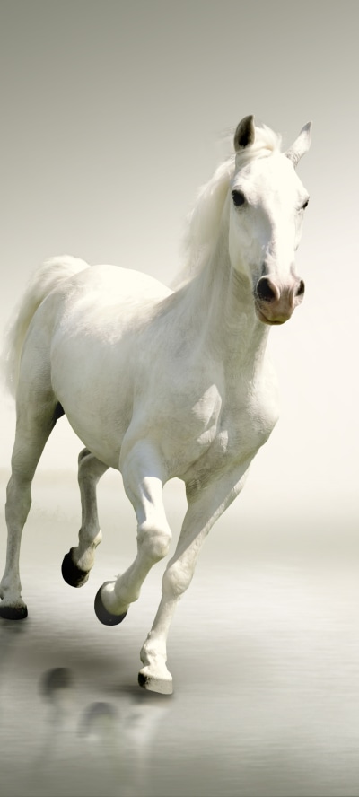 Animal Horse, 1440x3200